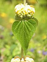 Phlomis Russeliana (fam. Labiees) (04) (Photo F. Mrugala)